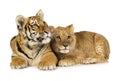 Lion Cub (5 months) and tiger cub (5 months) Royalty Free Stock Photo