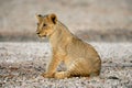 Lion cub Royalty Free Stock Photo