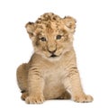 Lion Cub (6 weeks) Royalty Free Stock Photo