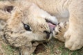 Lion Cub Royalty Free Stock Photo