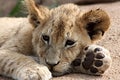 Lion Cub Royalty Free Stock Photo
