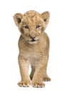 Lion Cub (8 weeks) Royalty Free Stock Photo