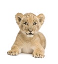 Lion Cub (8 weeks)