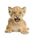 Lion Cub (8 weeks) Royalty Free Stock Photo