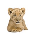 Lion Cub (8 weeks) Royalty Free Stock Photo