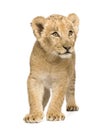 Lion Cub (8 weeks) Royalty Free Stock Photo