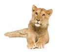 Lion Cub (9 months)