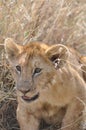 Lion cub Royalty Free Stock Photo