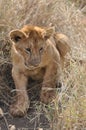 Lion cub Royalty Free Stock Photo