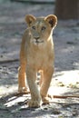 Lion Cub Royalty Free Stock Photo