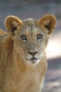 Lion Cub Royalty Free Stock Photo