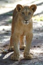 Lion Cub Royalty Free Stock Photo