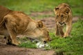 Lion cub approaching mother drinking from puddle Royalty Free Stock Photo