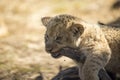 Lion cub biting the branch of a tree in the African savannah of South Africa, this small animal is the star of safaris Royalty Free Stock Photo