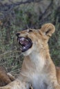 Lion cub - Botswana - Africa Royalty Free Stock Photo