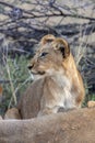 Lion cub - Botswana - Africa Royalty Free Stock Photo