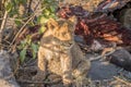 Lion cub at a Buffalo kill. Royalty Free Stock Photo