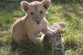 Lion cub with cat Royalty Free Stock Photo