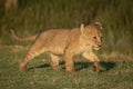 Lion cub with catchlight walks over grass