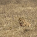 Lion Cub Chewing Bone Surrounded By Dried Grass