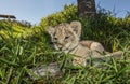 Lion Cub Chewing On Grass