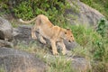 Lion cub climbs down rocks in grass Royalty Free Stock Photo