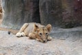 The cute and sad lion cub