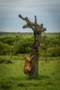 Lion cub on dead tree on savannah