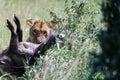 Lion cub dragging alone a kill in the bushes in the Masai Mara, Kenya Royalty Free Stock Photo