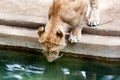 Lion cub drinking