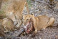 Lion cub eating from a Buffalo kill. Royalty Free Stock Photo