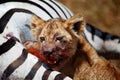 Lion cub eating a zebra, Masai Mara, Kenya Royalty Free Stock Photo