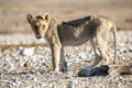 Lion cub at Etosha national Park Royalty Free Stock Photo