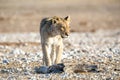 Lion cub at Etosha national Park Royalty Free Stock Photo