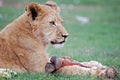 Lion Cub Feeding