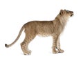 Lion cub in front of a white background Royalty Free Stock Photo