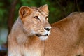 Lion Cub at the Gir Forest National Park Royalty Free Stock Photo