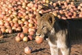 Lion cub and Grapefruit