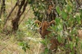 Lion cub hiding behind a bush in the african savannah. Royalty Free Stock Photo