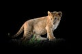 Lion cub isolated on black background Royalty Free Stock Photo