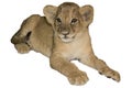 Lion cub, isolated white Royalty Free Stock Photo