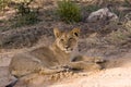 Lion cub in Kgalagadi