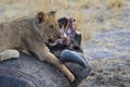 Lion cub at a kill. Royalty Free Stock Photo