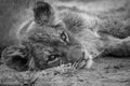 A Lion cub laying down and starring in black and white.