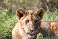 Lion Cub Laying in the Grass with his tongue out