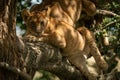 Lion cub leaning on dappled sunlit branch