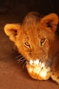Lion cub licking paw Royalty Free Stock Photo