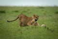 Lion cub lies on another in grass Royalty Free Stock Photo