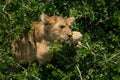 Lion cub lies in bush in sun Royalty Free Stock Photo