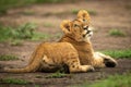 Lion cub lies on dirt looking up Royalty Free Stock Photo